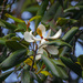Magnolia hondurensis - Photo (c) Enrique Giron, כל הזכויות שמורות, הועלה על ידי Enrique Giron
