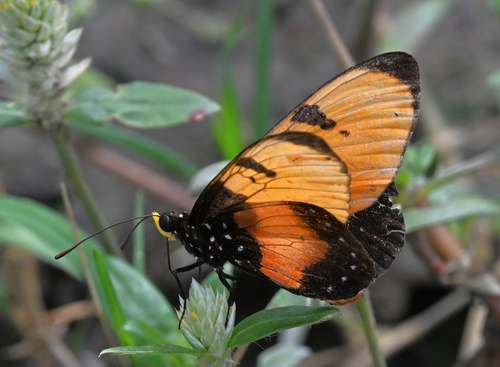 Broad-bordered Acraea