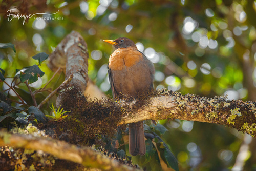 Rufous-collared Robin