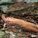 Cucullia scrophulariae - Photo (c) petermclight, todos los derechos reservados