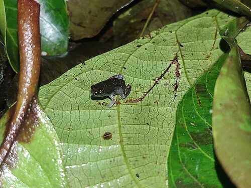 Observations by melanosuchus · iNaturalist