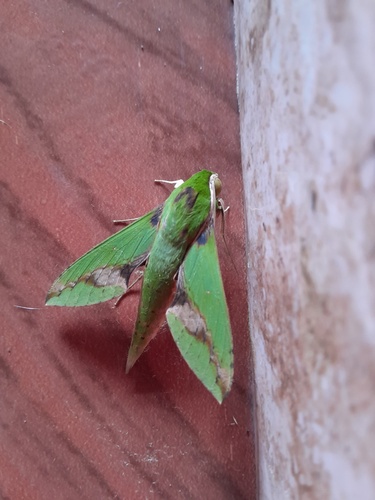 Leafy Sphinx