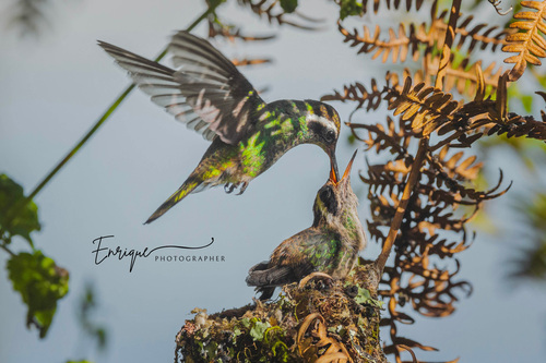White-eared Hummingbird