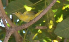 Setophaga petechia image