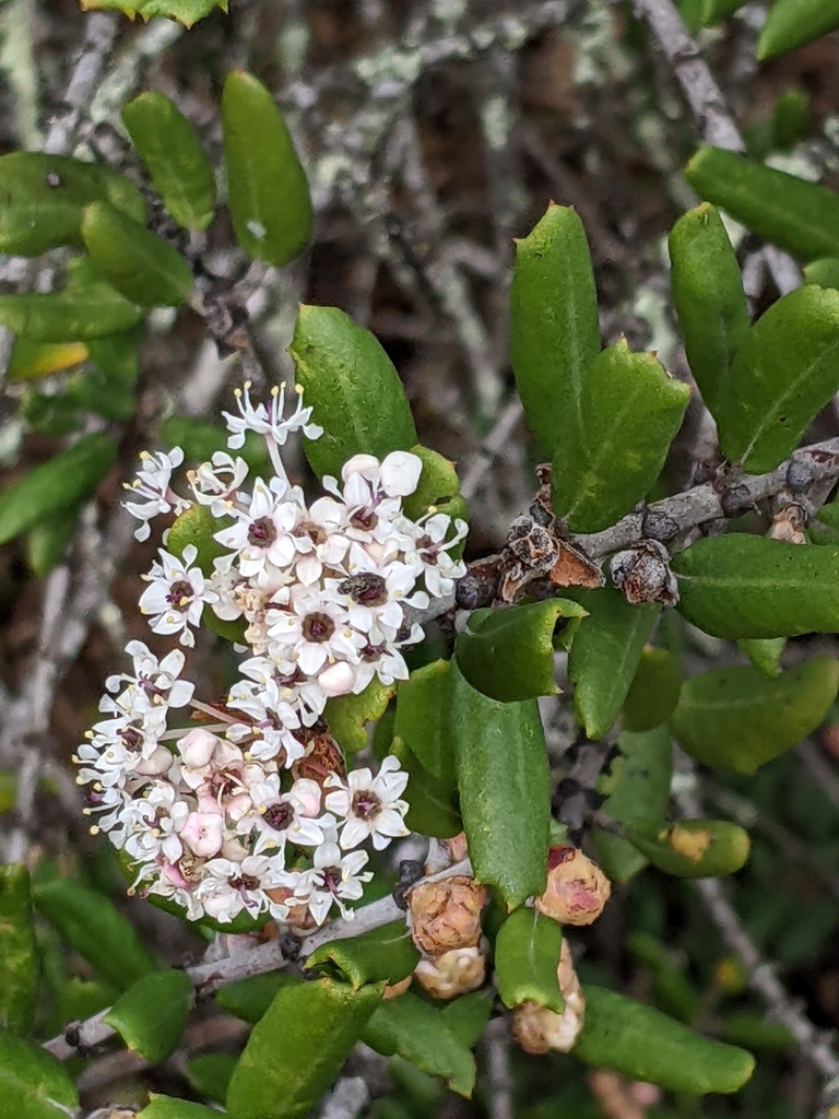 hoaryleaf ceanothus from Murrieta, CA 92562, USA on February 24, 2024 ...