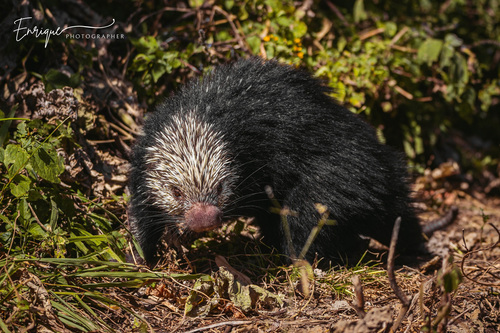 Mexican Hairy Dwarf Porcupine