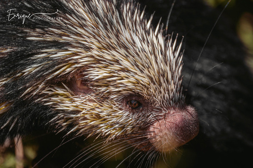 Mexican Hairy Dwarf Porcupine