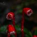 Red Indian Pipe - Photo (c) Enrique Giron, all rights reserved, uploaded by Enrique Giron