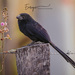 Groove-billed Ani - Photo (c) Enrique Giron, all rights reserved, uploaded by Enrique Giron