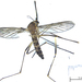 Aedes arundinariae - Photo (c) Danilo Hegg, todos los derechos reservados, subido por Danilo Hegg
