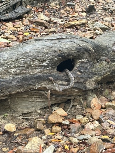 Spotted Python sighting