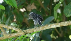 Thamnophilus doliatus image