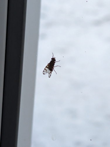 Narrow-Banded Picture-Winged Fly