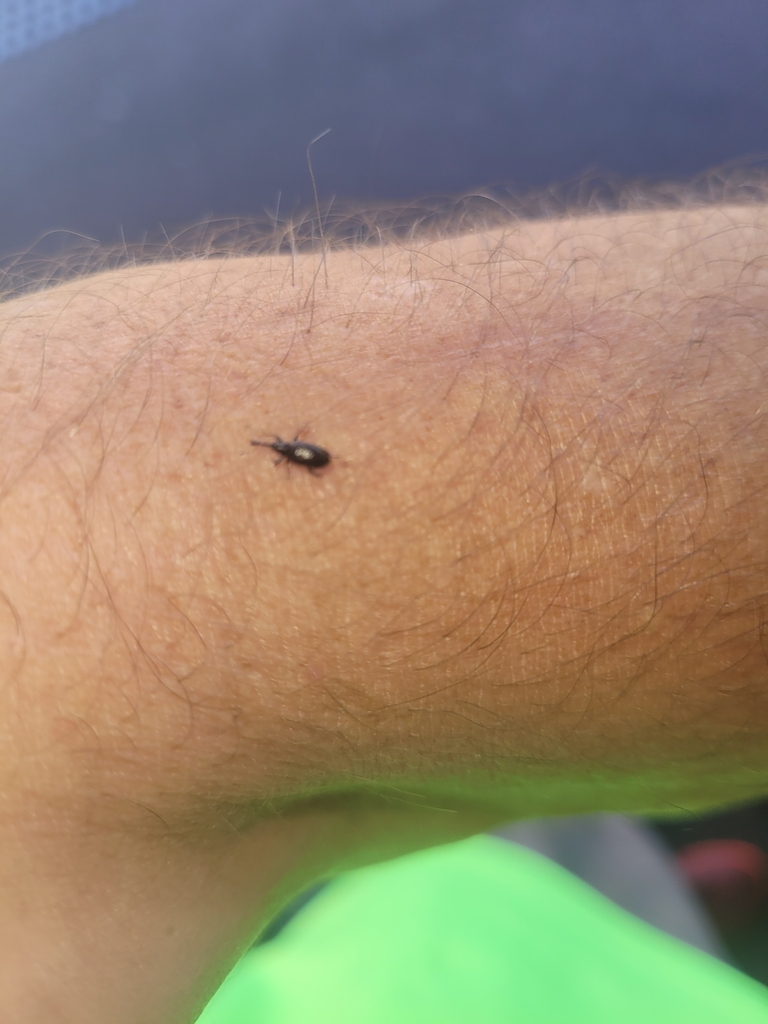 Curculioninae from Katoomba Station, Katoomba NSW 2780, Australia on