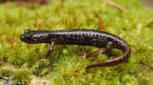 Clouded Salamander