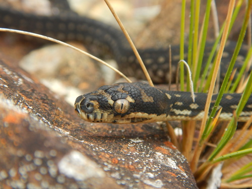 Diamond Python sighting
