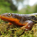 Salamandra de Piel Rugosa - Photo (c) Henk Wallays, todos los derechos reservados, subido por Henk Wallays