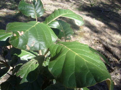 Quercus mcvaughii