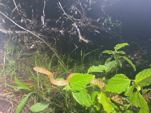 Brown Tree Snake sighting