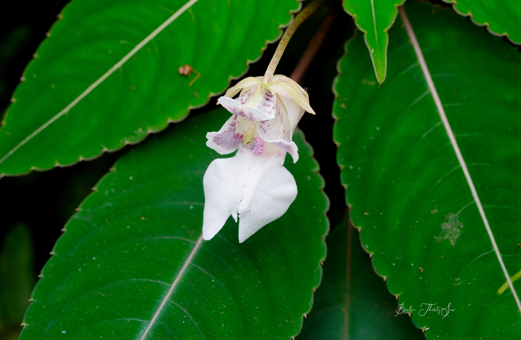 Impatiens morsei (Impatiens morsei)