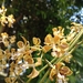 Encyclia oncidioides - Photo (c) Amilli Braga, all rights reserved, uploaded by Amilli Braga