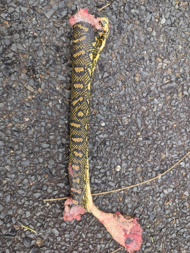 Diamond Python sighting