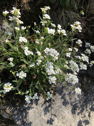 lyrate rockcress (Arabis lyrata)