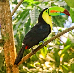 Ramphastos sulfuratus image