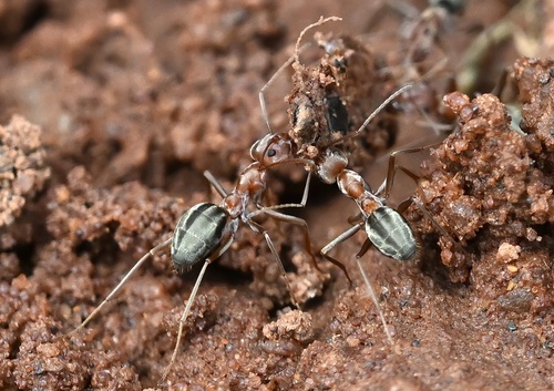 Large Pugnacious Ant