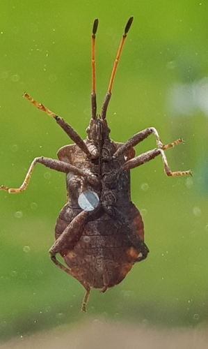 Arkliarūgštinė kampuotblakė nuotrauka