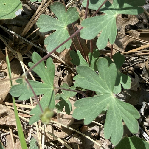 Richardson's geranium