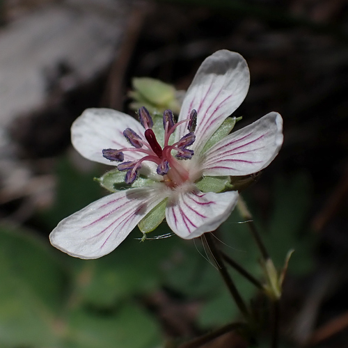 Richardson's geranium