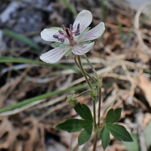 Richardson's geranium