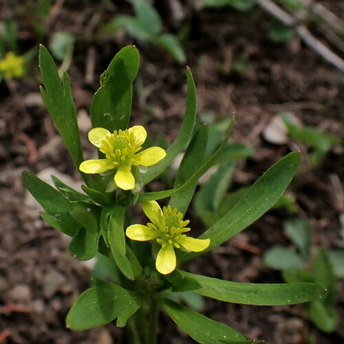 Utah buttercup (Ranunculus jovis)