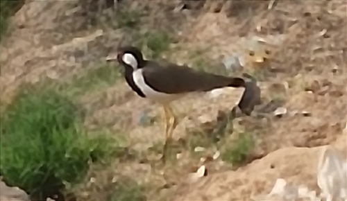 Red-wattled Lapwing