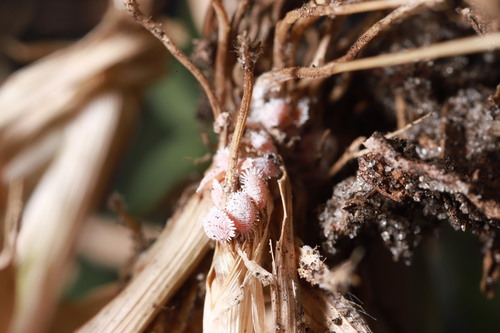 Cochonilha-do-abacaxi