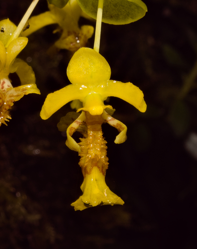 Lockhartia amoena