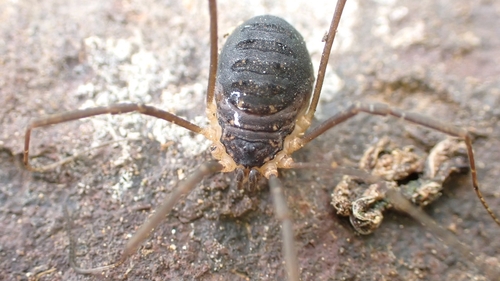 Nelima atrorubra
