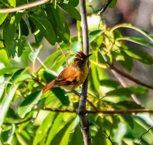 Barred Antshrike