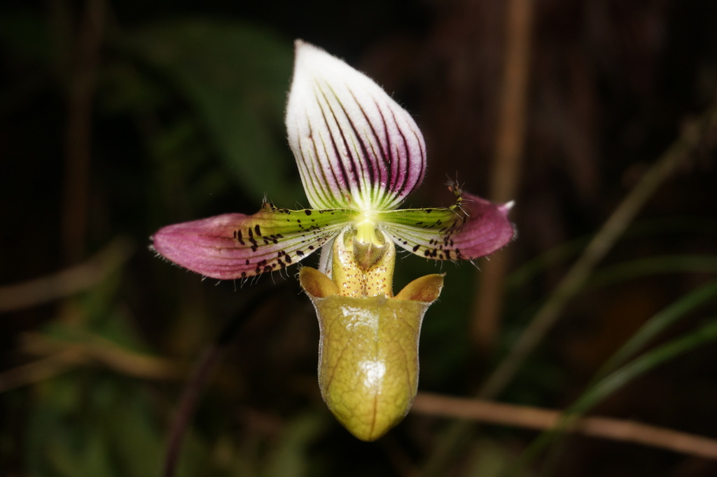 Lan hài (Paphiopedilum spp.)