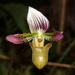 Asian Slipper Orchids - Photo (c) Dolf Andringa, all rights reserved, uploaded by Dolf Andringa