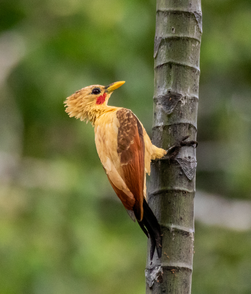 Cream-colored Woodpecker (Celeus flavus) photo