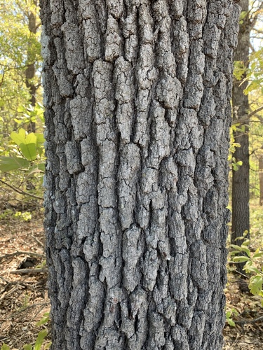 blackjack oak