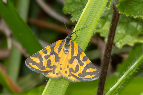 Veniliodes