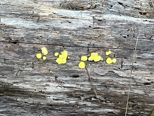 iNaturalist observation photo of Fungi Including Lichens