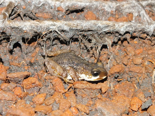 Western Nimba Toad