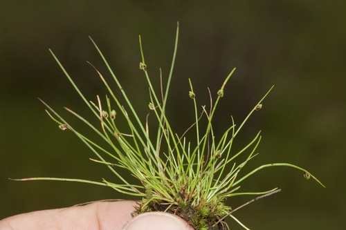 Isolepis pseudosetacea