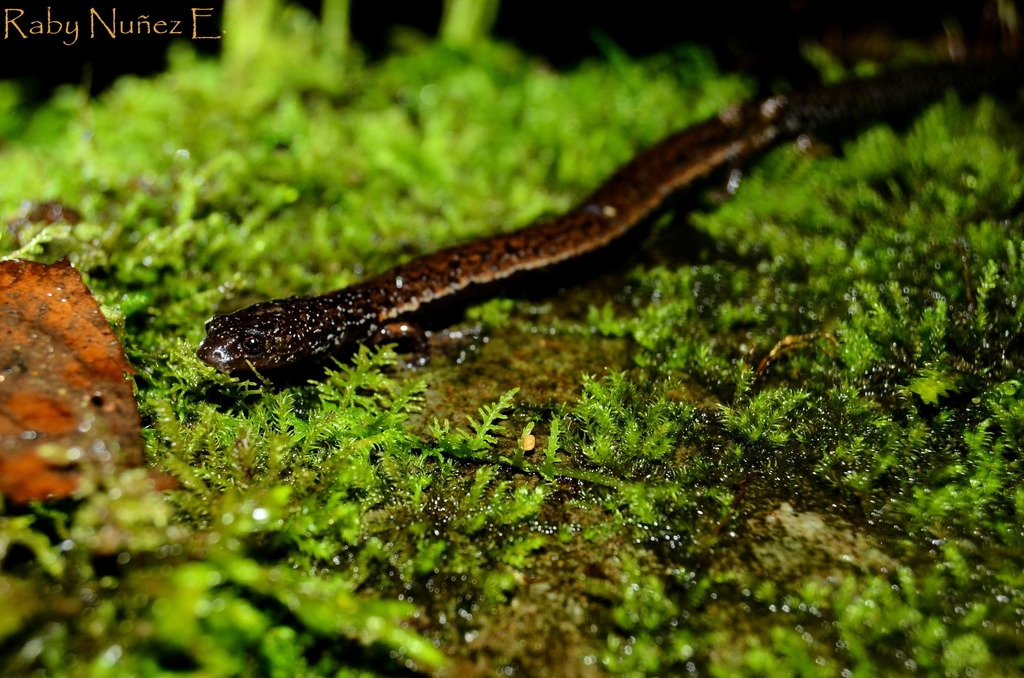 Cerro Pando Worm Salamander (Oedipina grandis) · iNaturalist