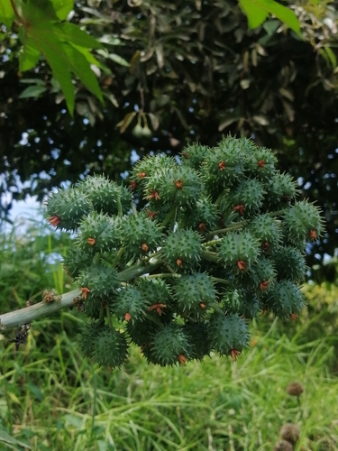 castor bean