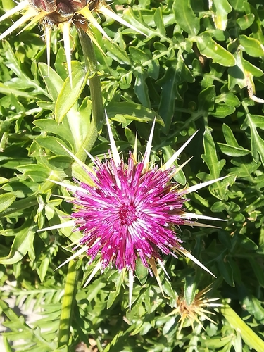 Centaurea redempta